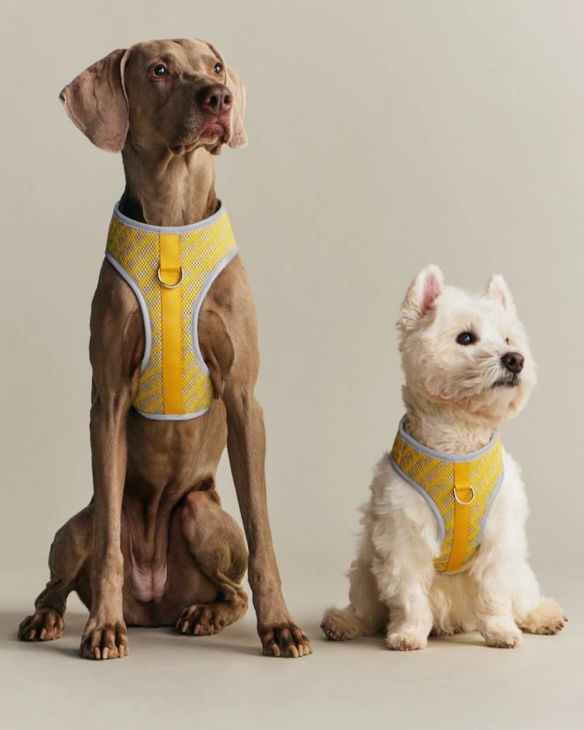 harnais pour chien jaune Reims
