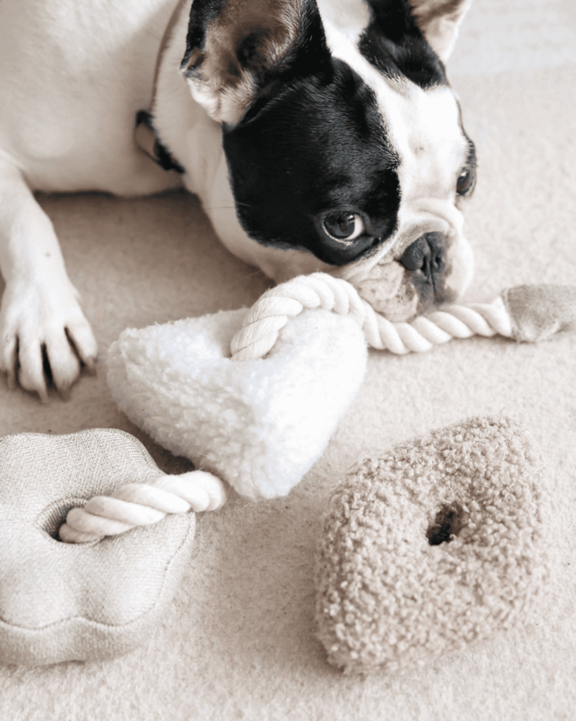 jouets pour chien concept store Reims