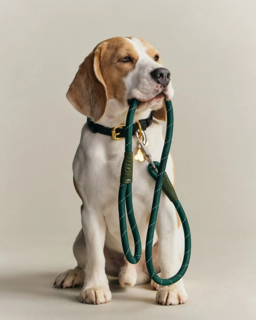 laisse pour chien verte