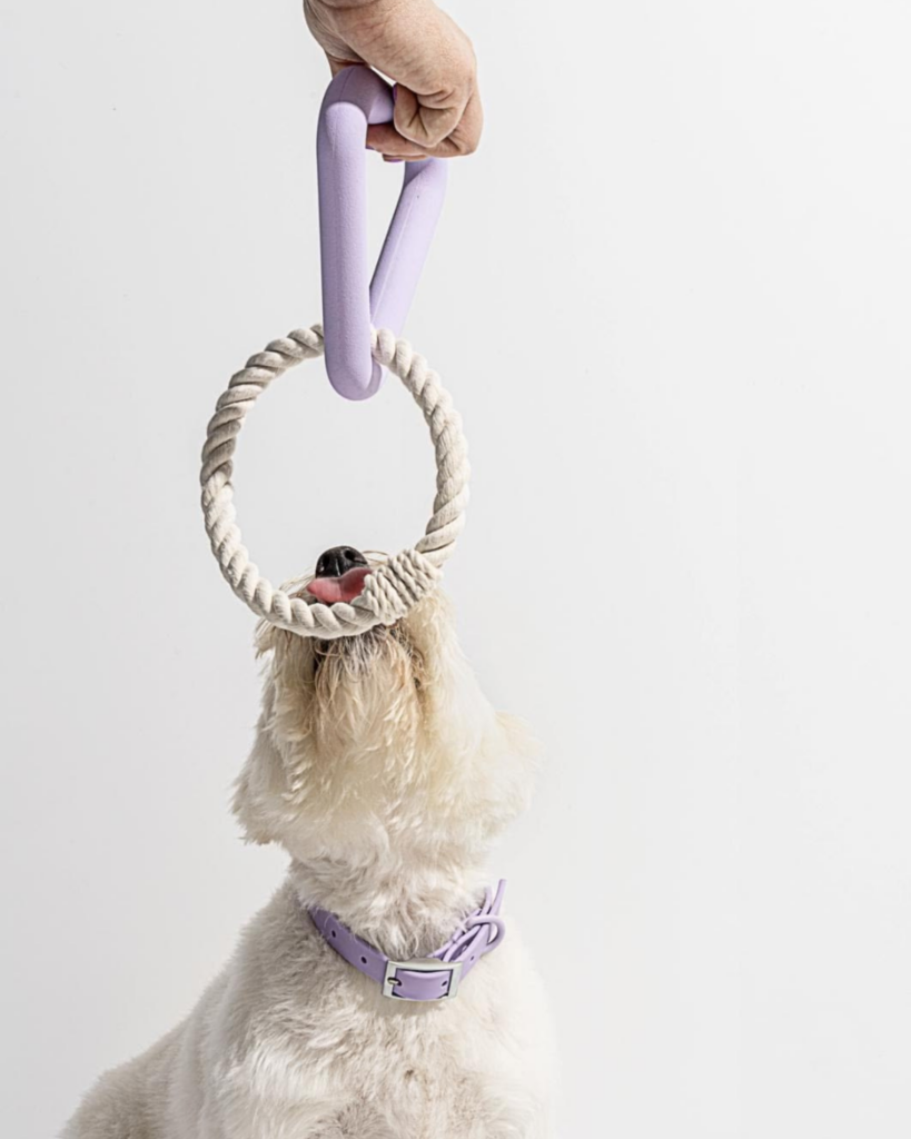 corde pour chiens concept store reims