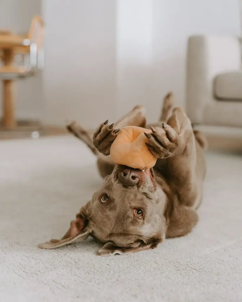 jouets pour chien concept store reims